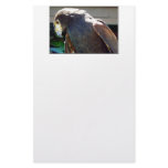 Harris' Hawk Stationery Design