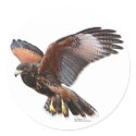 Harris Hawk stickers by falconry Harris Hawk stickers