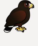 Birdorable Harris Hawk Ladies Raglan Fitted T-Shirt