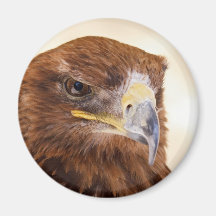 Harris Hawk Watching Magnets
