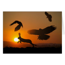 Harris Hawks Hunting cards