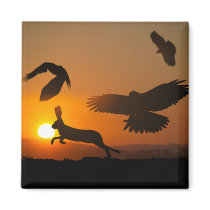 Harris Hawks Hunting magnets
