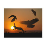Harris Hawks Hunting Postcard