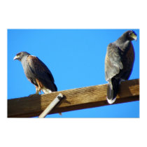 Harris Hawks posters