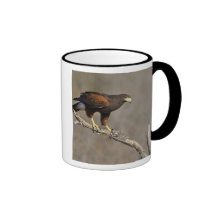 Harris's Hawk perched raptor Coffee Mug