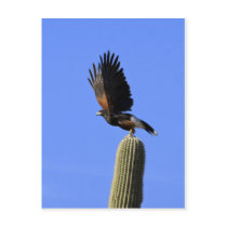 Harris's Hawk taking flight Postcards