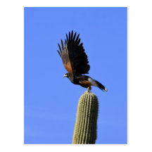 Harris's Hawk taking flight Postcards