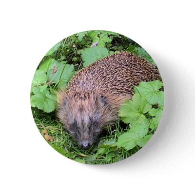 Harry Hedgehog Buttons by Jeeee11
