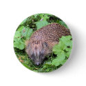 Harry Hedgehog buttons