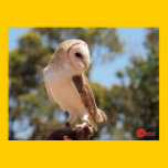 Harry's Owl posters