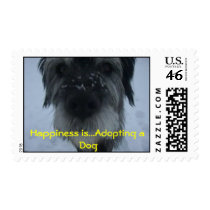 HarrySnownose, felicidad… está adoptando un perro sellos