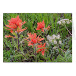 Harsh Paintbrush and Sitka Valerian Greeting Card