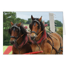 Harvest horse team photo greeting cards