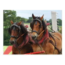 Harvest horse team photo postcards