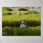 Harvest time Art Print