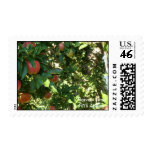 Harvest Time NYS Apples Postage