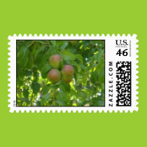 Harvest time postage postage
