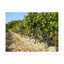 Harvest Time posters by madean56 Harvest Time posters
