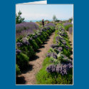 Harvested Rows of Lavender cards