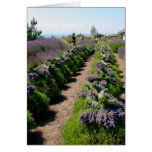 Harvested Rows of Lavender cards