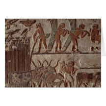Harvesting papyrus and a group of cows card