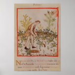 Harvesting Parsnips from 'Tacuinum Sanitatis' Print