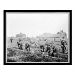 Harvesting Potatoes Claflin University 1900 Poster