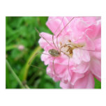 Harvestman Daddy Longlegs (Opiliones) Postcard