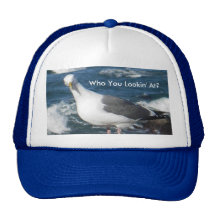 Hat:  Looking Gull
