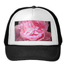 Hatched Pink Peony