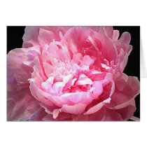 Hatched Pink Peony Cards