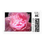 Hatched Pink Peony Stamp