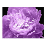 Hatched Purple Peony Post Card