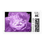Hatched Purple Peony Postage Stamp