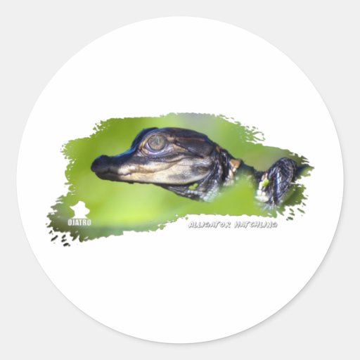 Hatchling 01 del cocodrilo pegatina