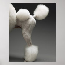 Haunches of Poodle, on grey background Print