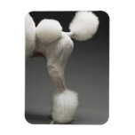 Haunches of Poodle, on grey background Flexible Magnets