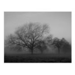 Haunting Fog Post Cards