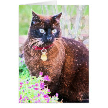 Havana Greeting Card