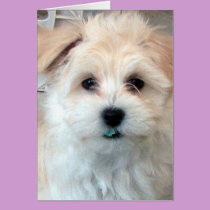 Havanese Hug card cards