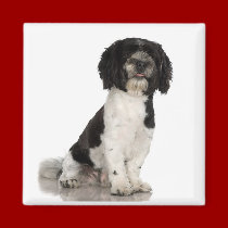 Havanese Magnet