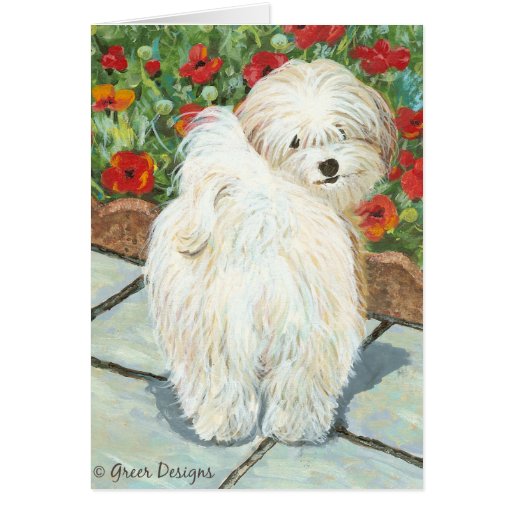 Havanese n Poppies Art Print Gifts & Cards