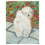 Havanese n Poppies Art Print Gifts & Cards flyers