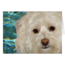 Havanese on Turquoise Water Cards