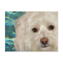 Havanese on Turquoise Water Post Cards