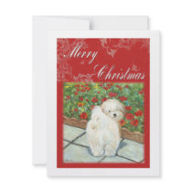 Havanese Poppy Christmas Gifts and Cards invitations