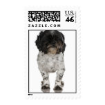 Havanese postage