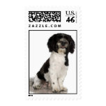 Havanese postage