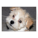 Havanese Puppy Card