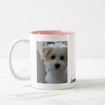 Havanese Puppy Coffee Mugs